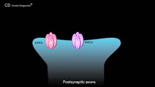 Glutamatergic Synapse Pathway Creative Diagnostics [upl. by Angelia]