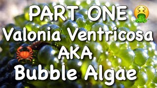 Valonia Ventricosa AKA Bubble Algae  Part One [upl. by Odlopoel]