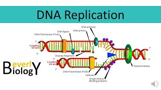 DNA replication [upl. by Atikir986]