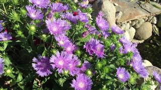 Stokesia Peachies Pick  wwwgardencrossingscom [upl. by Neelra]