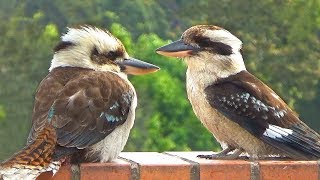 Laughing Kookaburra Takes a Bath and Laughs w Music [upl. by Ycniuq]