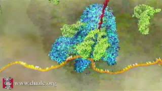 mRNA Translation Advanced [upl. by Randolf576]