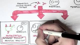 Immunology  Adaptive Immune System [upl. by Amitarp]