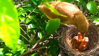 StreakEared Bulbul Feeding Their Chicks In The Nest end – Bird Feeding Baby Bird Watching Ep24 [upl. by Aonian]