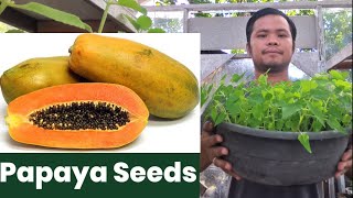 HOW TO PLANT PAPAYA SEEDS  Lets Dong it [upl. by Eixid]