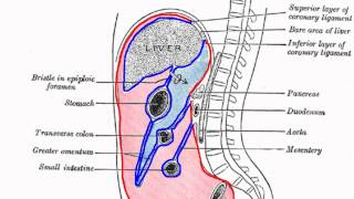 Peritoneal Cavity  Part 1  Anatomy Tutorial [upl. by Marilla]