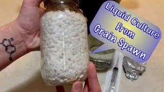 How to Make Mushroom Liquid Culture From Grain Spawn [upl. by Talbert]