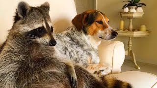 Watch This Before You Get A Pet Raccoon [upl. by Helve]