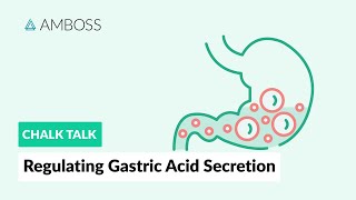 Regulating Gastric Acid Secretion Acetylcholine Gastrin and Histamine [upl. by Ariada]