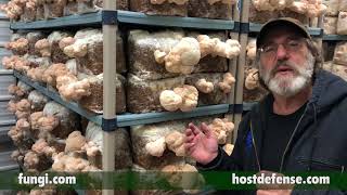 Paul Stamets Mycelium Makes Mushrooms Mushrooms Make Mycelium [upl. by Arag]