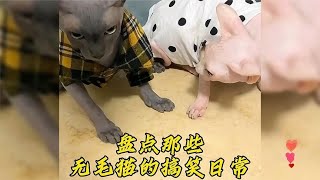 盘点那些无毛猫的搞笑日常 [upl. by Essiralc]