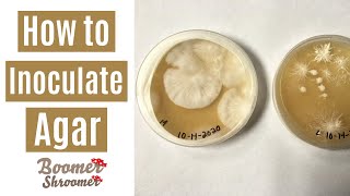 How to Inoculate Agar [upl. by Accber]