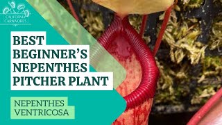 Best Beginners Nepenthes Pitcher Plant [upl. by Iddo]