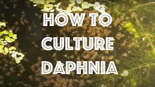 How To Culture Daphnia Magna [upl. by Oiluj]