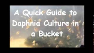 How to culture daphnia outside [upl. by Aihtenak]