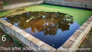 Fast azolla growth in 9 days [upl. by Miller]