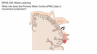 Primary Motor Cortex [upl. by Hay458]