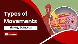 Types of Movements  Locomotion and Movement  Biology  Class 11 [upl. by Lime]