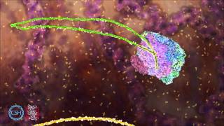 RNA Splicing [upl. by Demetria]