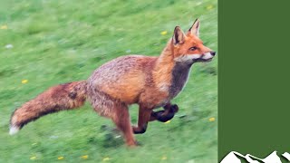 Knocking over foxes in Co Wexford [upl. by Tina]