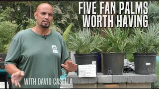 Five Fan Palms Worth Having [upl. by Tab]