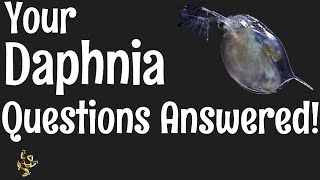 Daphnia Questions Answered [upl. by Dryden101]