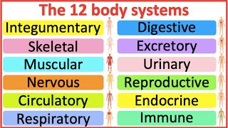 12 Organ Systems  Roles amp functions  Easy science lesson [upl. by Tracie]