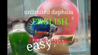 daphnia moina culture Easy way Unlimited production English  with sub Green water Chlorella [upl. by Arron]