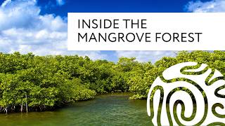 Inside the Mangrove Forest [upl. by Malas]