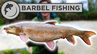 How To Catch BARBEL  A Simple Guide To Barbel Fishing [upl. by Arodnap579]