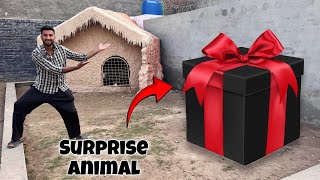 Mini Zoo Main Piara Sa Surprise Any Wala Hai😍 [upl. by Gibun]