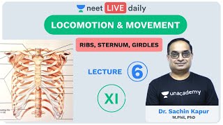 Locomotion amp Movement  L6  Human Skeleton  3  Unacademy NEET  LIVE DAILY  Biology  Sachin Sir [upl. by Aikram]