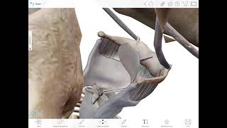 Introduction à l’anatomie de la voix  le larynx et ses cartilages [upl. by Iruam]