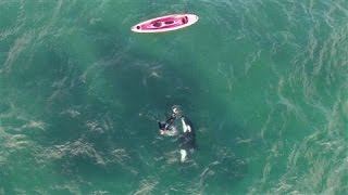 Orca and Kayaker Encounter Caught on Drone Video [upl. by Emlynn]