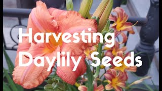 Harvesting Daylily Seeds [upl. by Acirt]