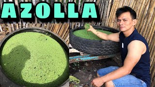 AZOLLA FARMING  HOW TO CULTURE AZOLLA [upl. by Armillas]