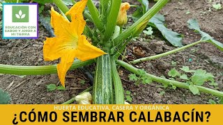 CÓMO SEMBRAR CALABACÍN [upl. by Inat]