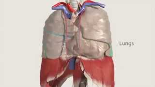 Primal’s 3D Atlas of Human Anatomy [upl. by Wan]