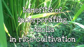 benefits of incorporating Azolla in rice cultivation [upl. by Gittel]