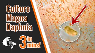 How to culture DAPHNIA MAGNA  The easy way [upl. by Ilsel]