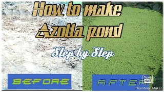 How to make Azolla Pond ll Step by step [upl. by Atinauj]