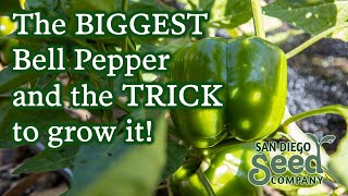 California Wonder Bell Pepper  Growing amp Harvesting This Useful Plant [upl. by Breena]