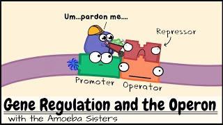 Gene Regulation and the Operon [upl. by Briggs]