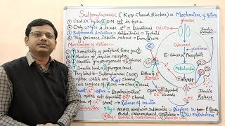 Diabetes Mellitus Part10 Mechanism of Action of Sulfonylurease  Antidiabetic Drugs  Diabetes [upl. by Ettenotna]