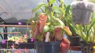 Nepenthes Carnivorous Plant The First Nepenthes I ever owned  Easy Nepenthes for beginners [upl. by Aieken262]