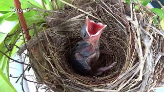 Yellow Vented Bulbul Chicks Progress [upl. by Romney]