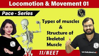 Locomotion and Movement 01  Types of Muscles  Structure of Skeletal Muscle  Class 11  NEET [upl. by Ettenwad759]