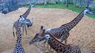 Houston Zoo Giraffe Platform Cam  Feeding Live Cam  Ozolio Webcam Services [upl. by Erinna]