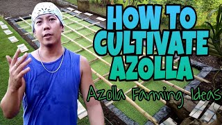 HOW TO GROW AZOLLA  Azolla Farming Ideas [upl. by Saddler]