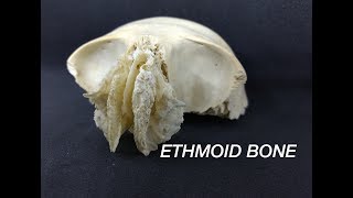 ETHMOID BONE [upl. by Aeret]